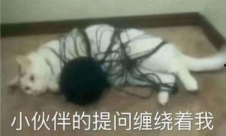 呆娃崩溃爆料视频大全,揭秘背后真相与情感波动